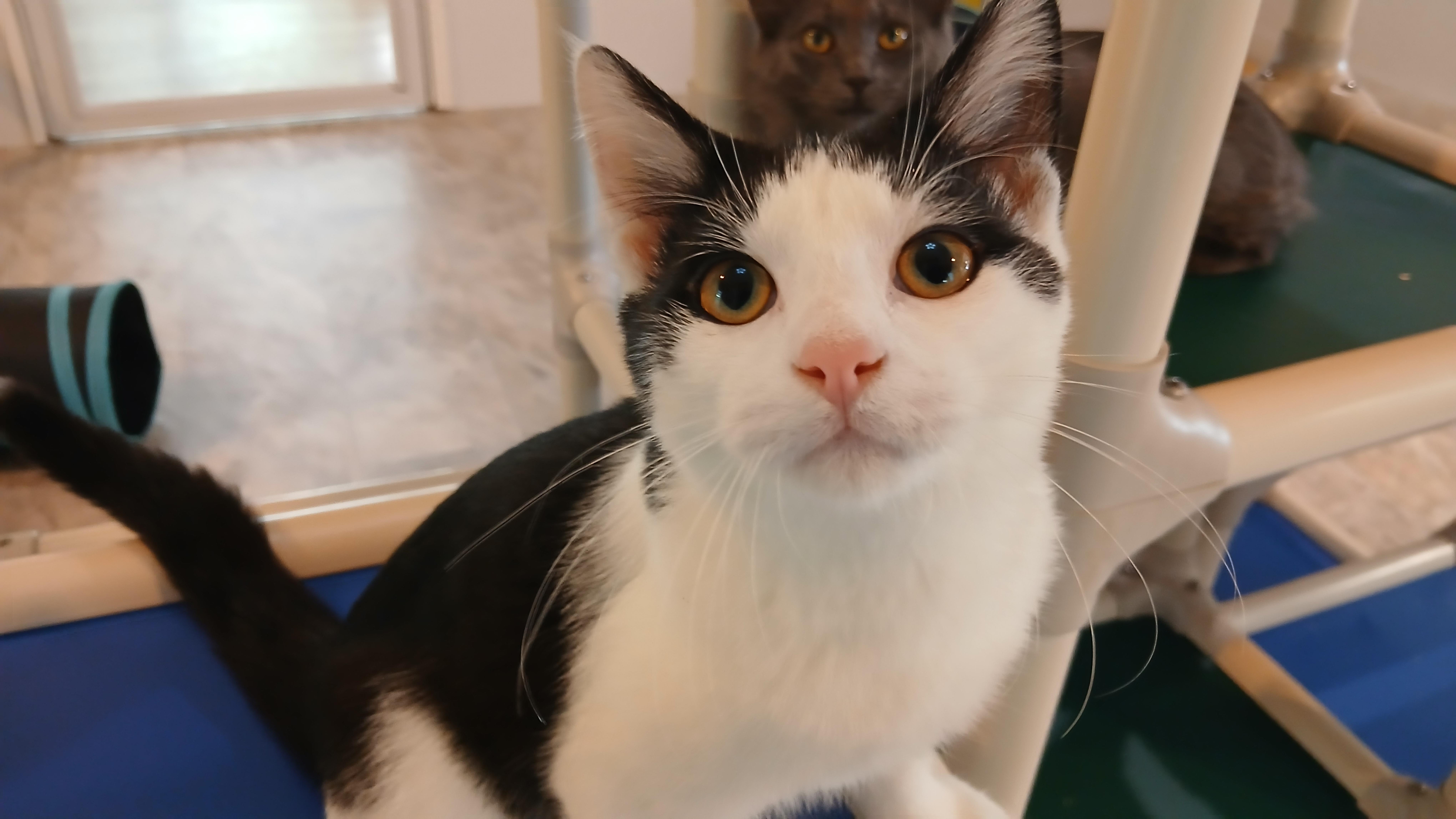 Enlarge Stewie, a Adopted Domestic Short Hair in Cullowhee, NC image 3/6