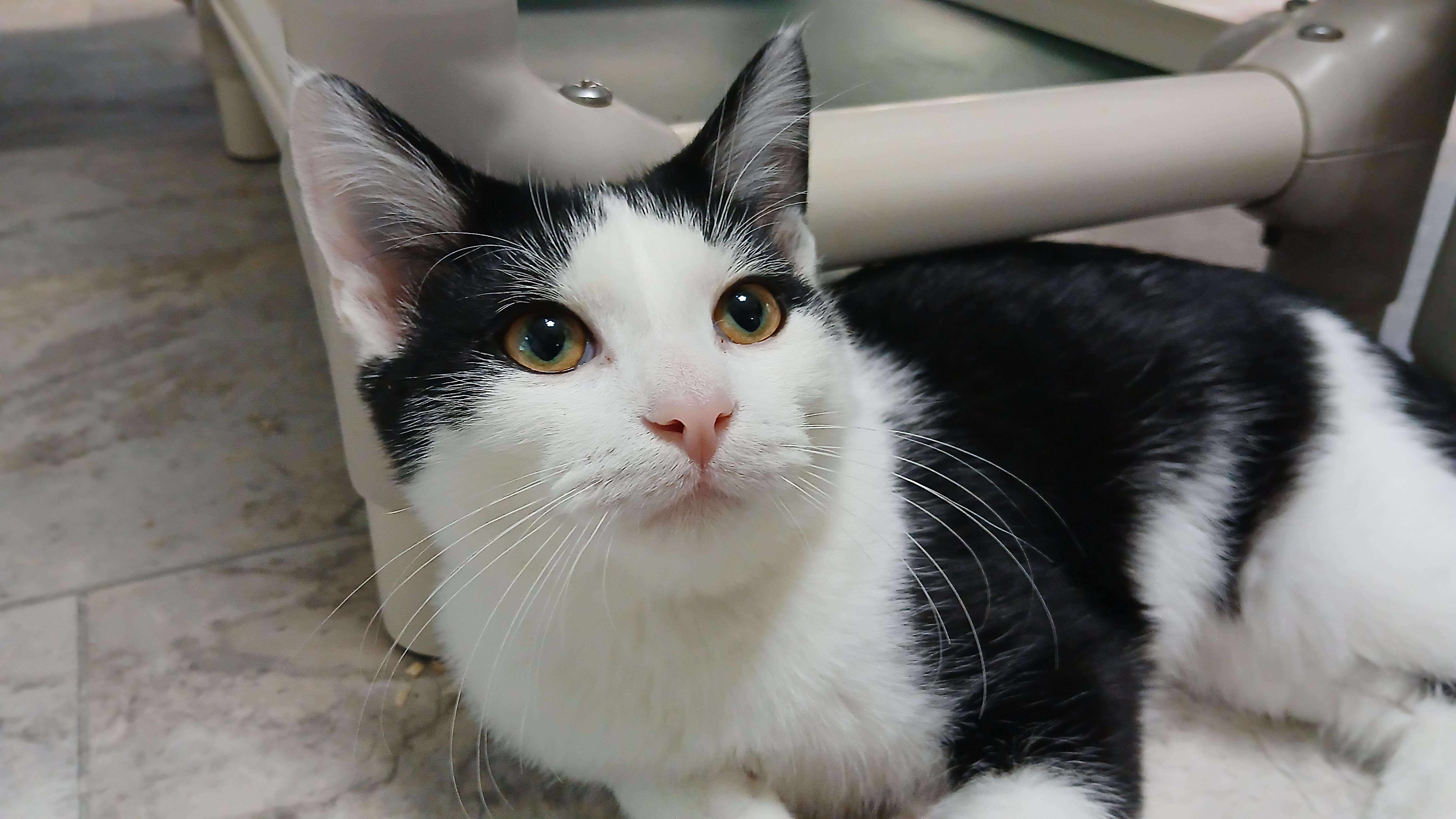 Enlarge Stewie, a Adopted Domestic Short Hair in Cullowhee, NC image 5/6