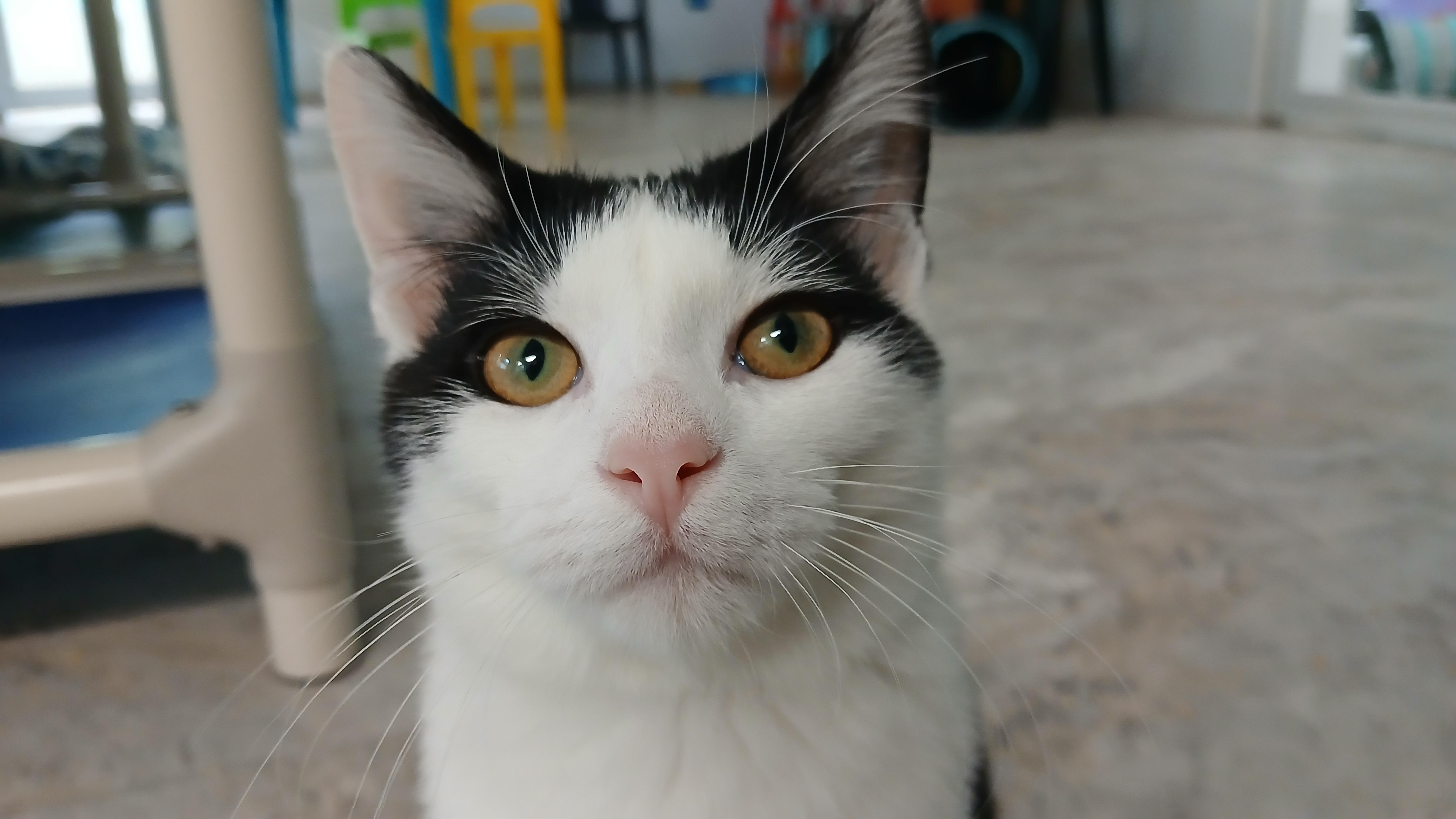 Enlarge Stewie, a Adopted Domestic Short Hair in Cullowhee, NC image 6/6