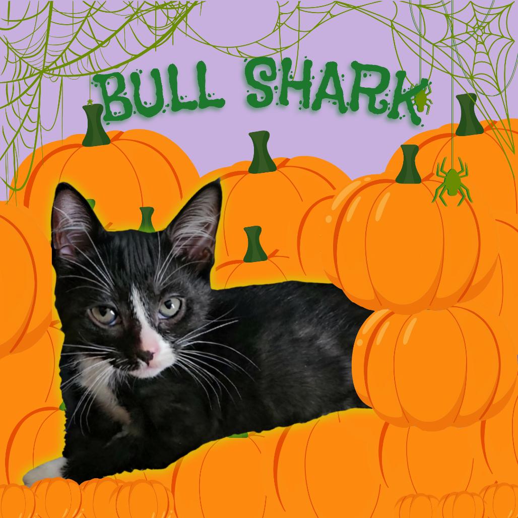 Enlarge Bull Shark, a Adoptable Domestic Short Hair in Tempe, AZ image 2/6