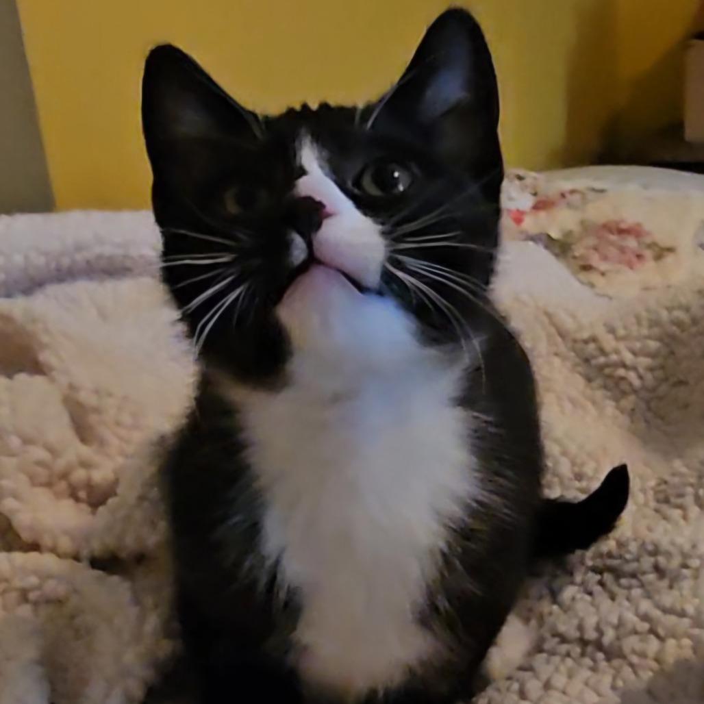Enlarge Bull Shark, a Adoptable Domestic Short Hair in Tempe, AZ image 3/6