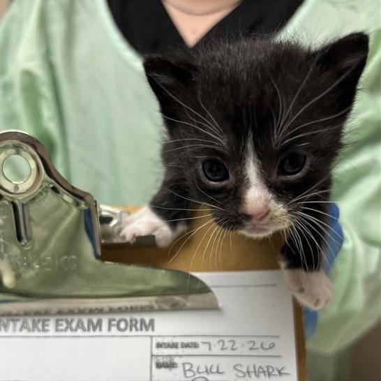 Enlarge Bull Shark, a Adoptable Domestic Short Hair in Tempe, AZ image 6/6