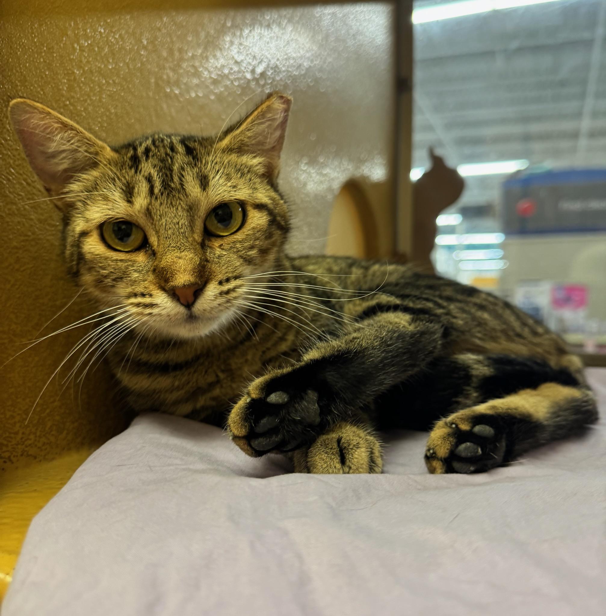 Enlarge Jenna, a Adopted mixed breed in Albuquerque, NM image 2/6