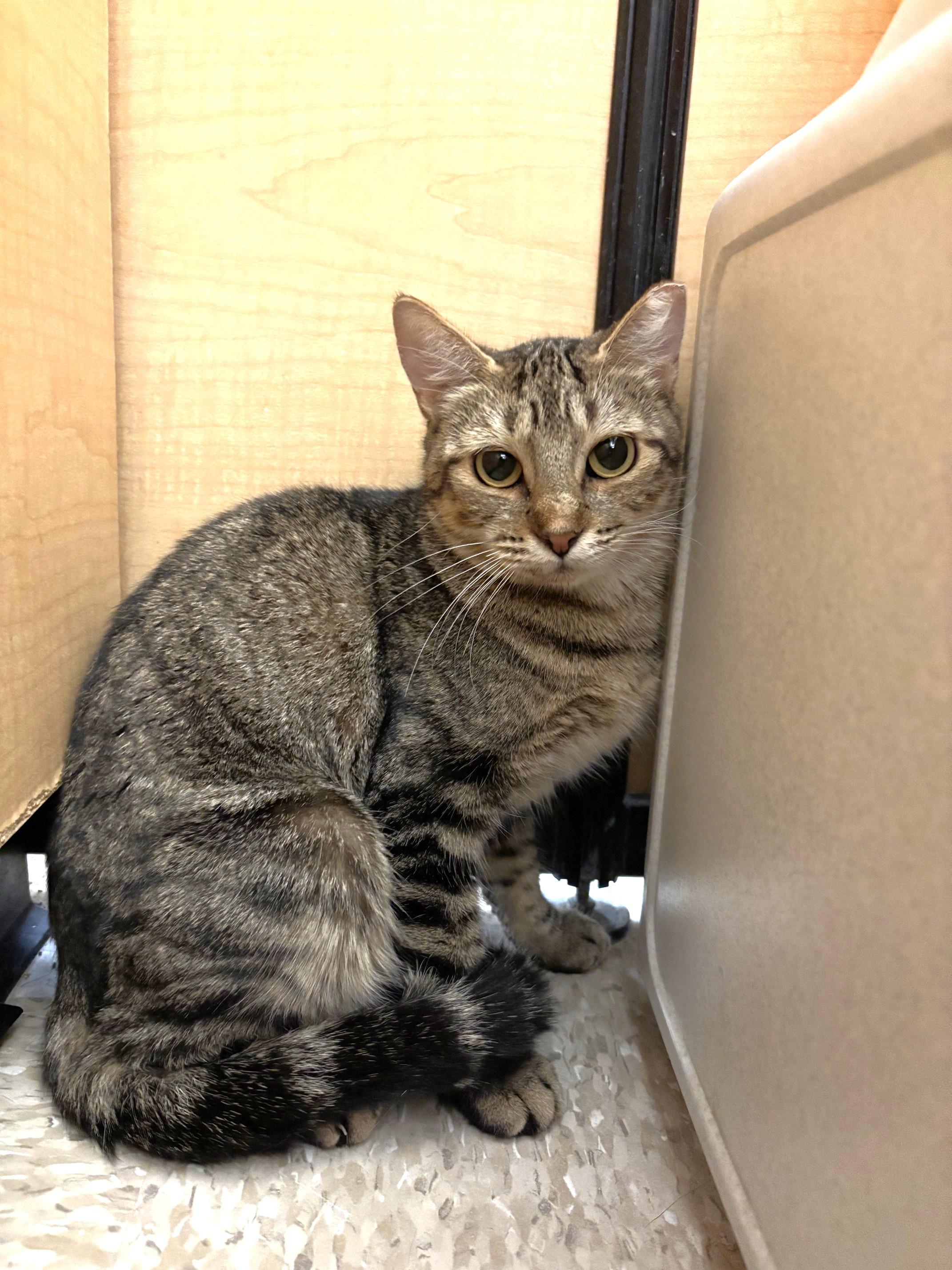 Enlarge Jenna, a Adopted mixed breed in Albuquerque, NM image 4/6
