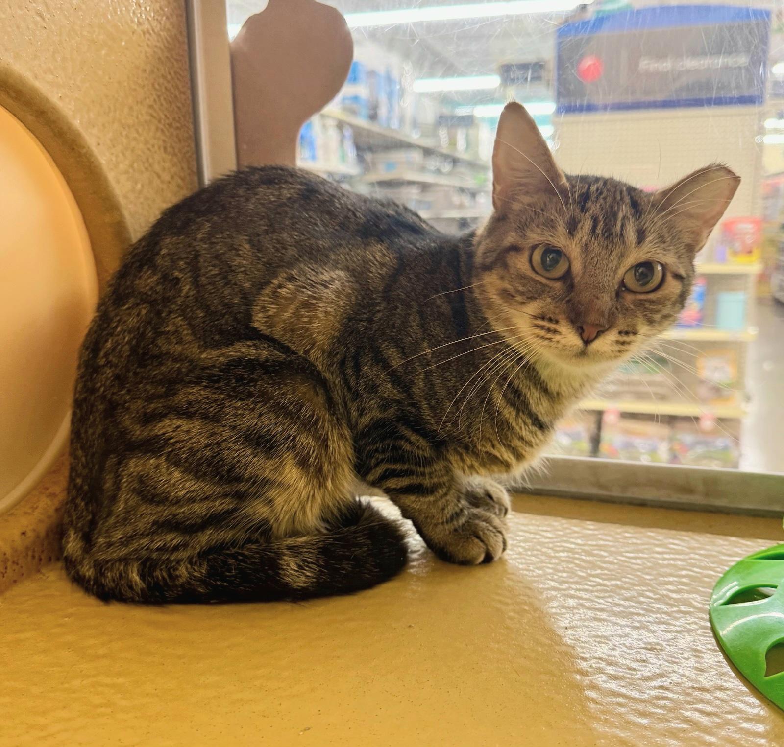 Jenna, Adopted, Young Female Tabby.