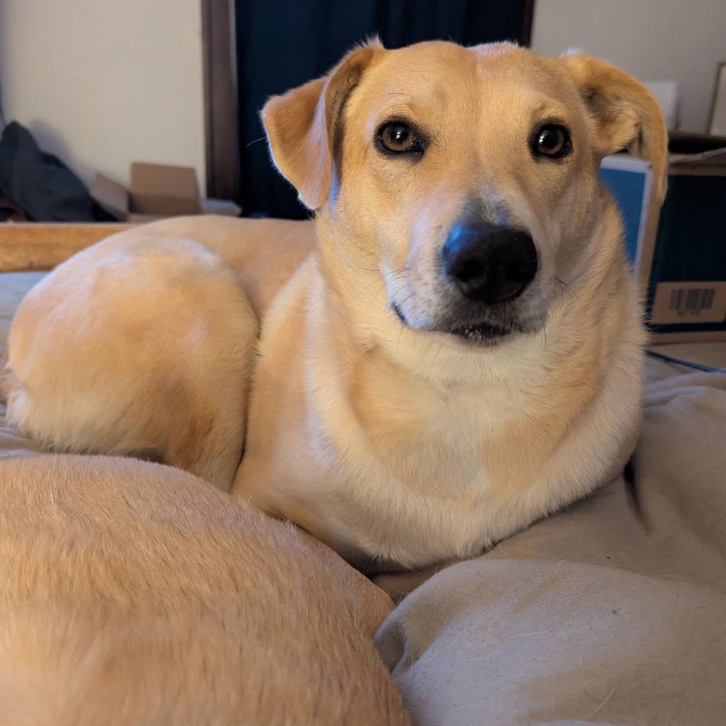 Enlarge Peach D6462, a Adoptable mixed breed in St. Cloud, MN image 1/6