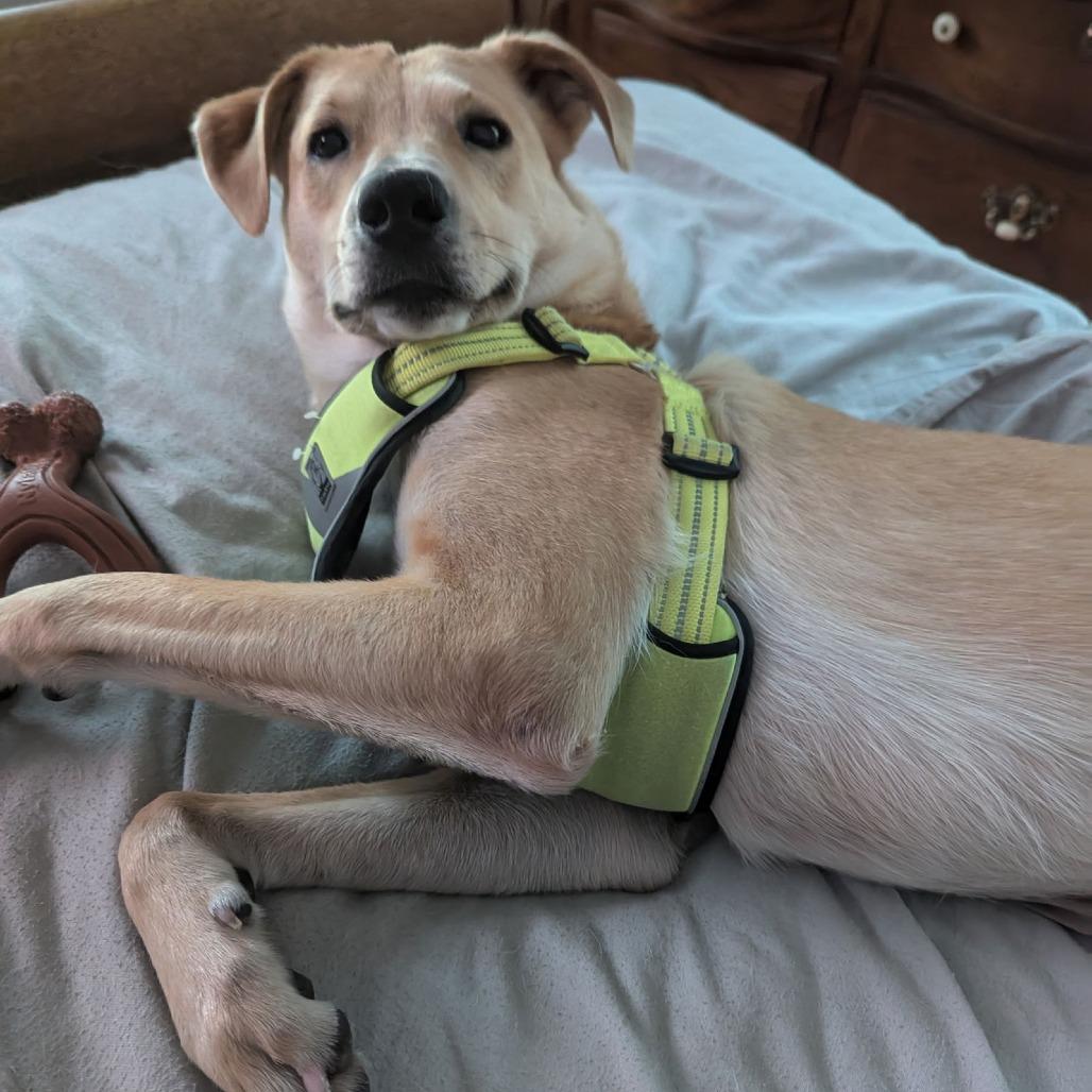 Enlarge Peach D6462, a Adoptable mixed breed in St. Cloud, MN image 2/6