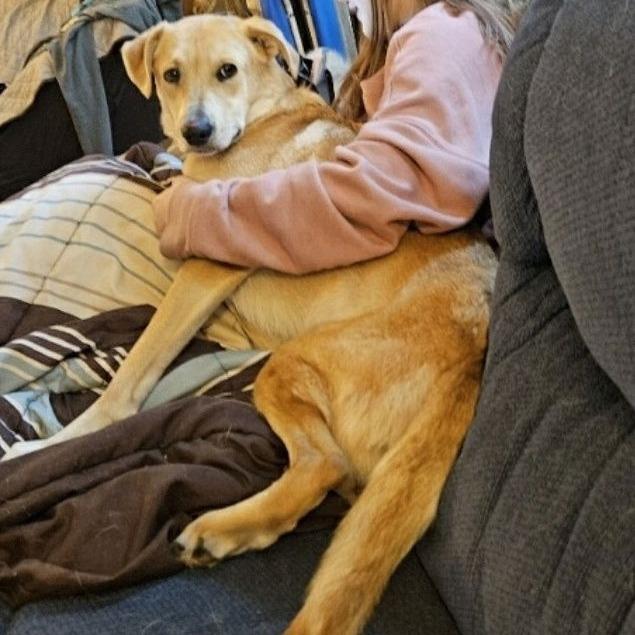 Enlarge Peach D6462, a Adoptable mixed breed in St. Cloud, MN image 3/6