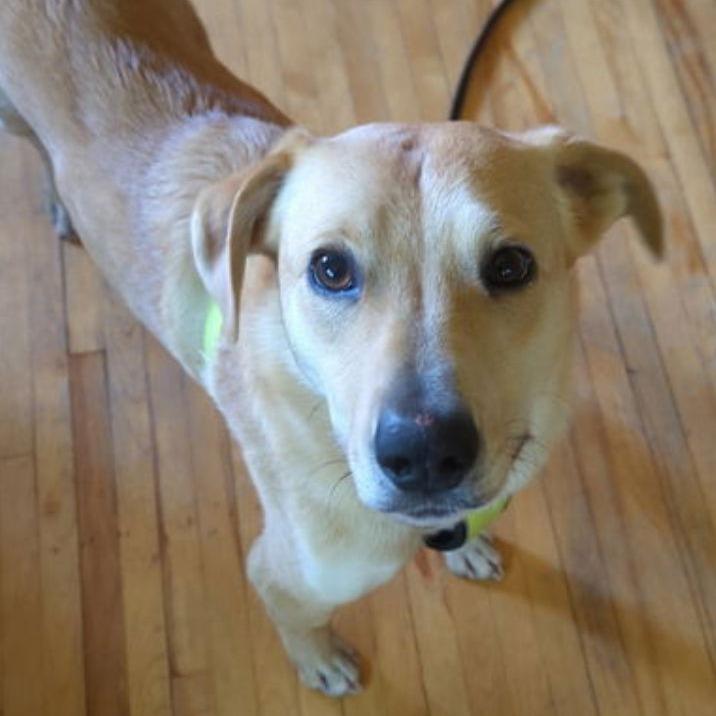 Enlarge Peach D6462, a Adoptable mixed breed in St. Cloud, MN image 4/6