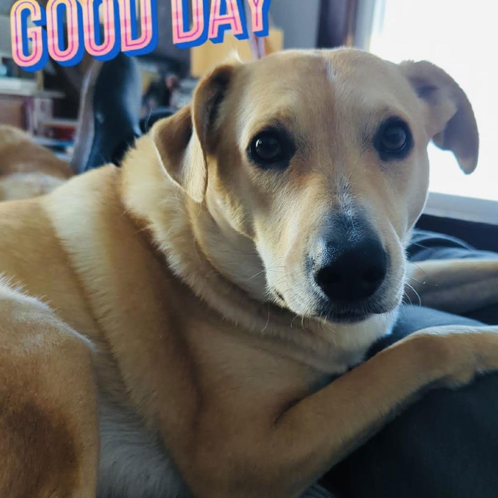 Enlarge Peach D6462, a Adoptable mixed breed in St. Cloud, MN image 6/6
