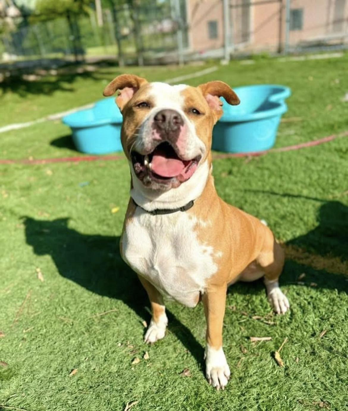 MJ, a Adoptable Mixed Breed in Palm City, FL image 1/2