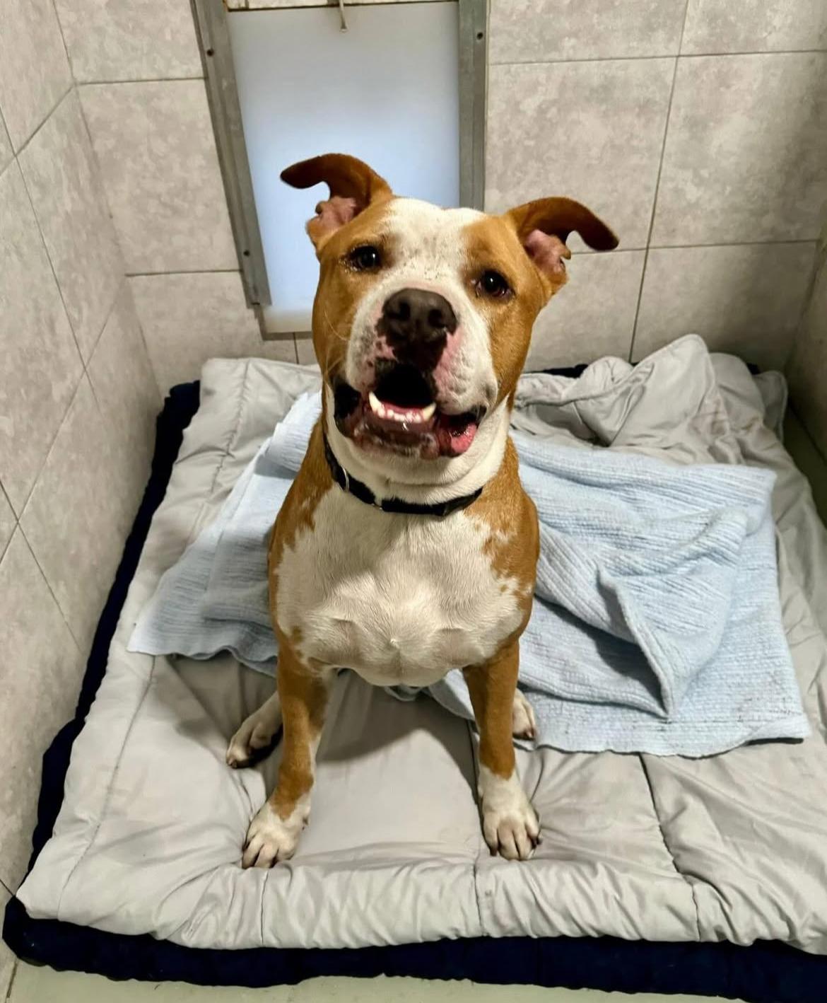 MJ, a Adoptable Mixed Breed in Palm City, FL image 2/2