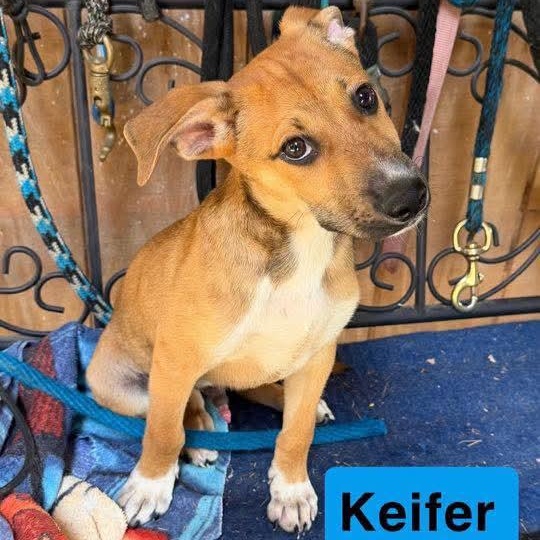 Keifer, Adoptable, Puppy Male Shepherd.