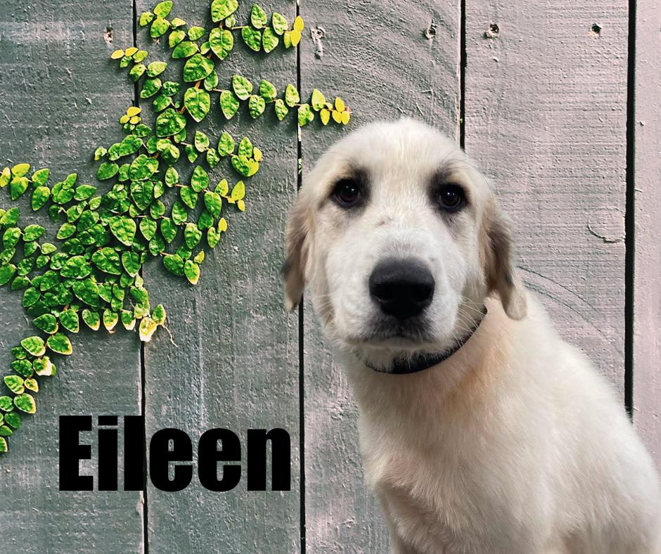Enlarge Eileen, a Adopted Great Pyrenees in Marshville, NC image 1/3