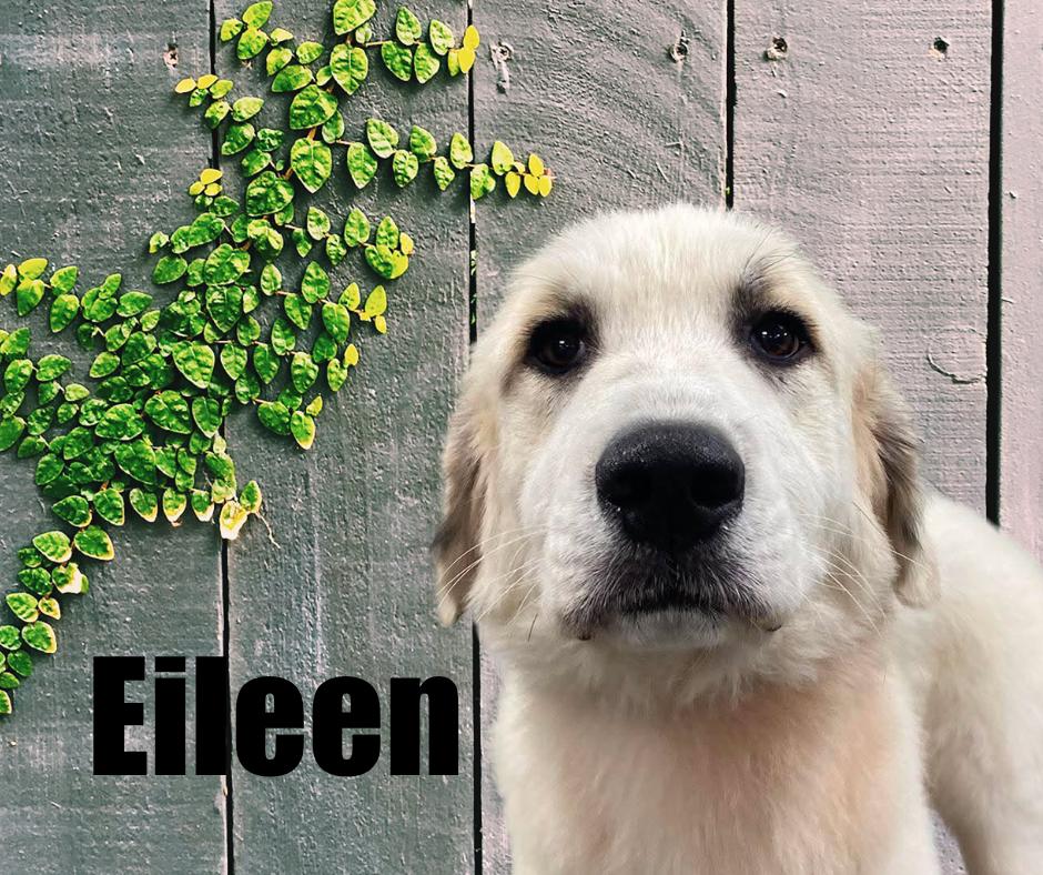 Enlarge Eileen, a Adopted Great Pyrenees in Marshville, NC image 3/3