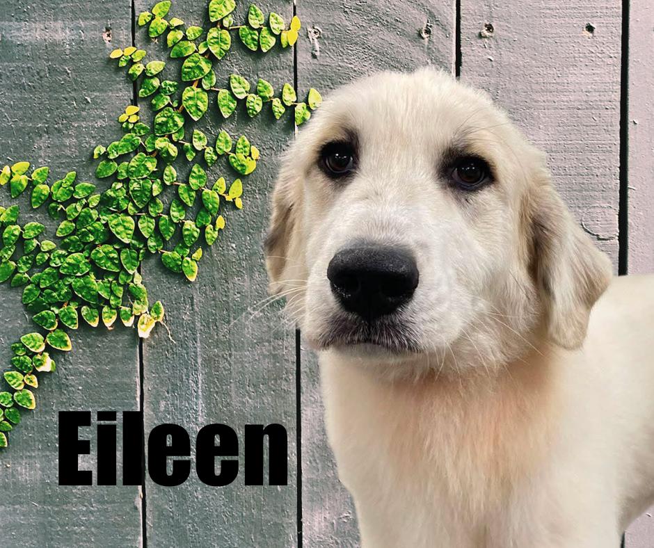Enlarge Eileen, a Adopted Great Pyrenees in Marshville, NC image 2/3