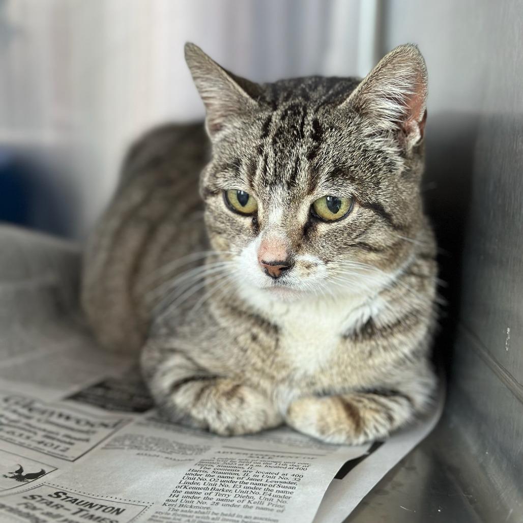 Laney *Off Site Foster Home*, Adoptable, Adult Female Domestic Short Hair.