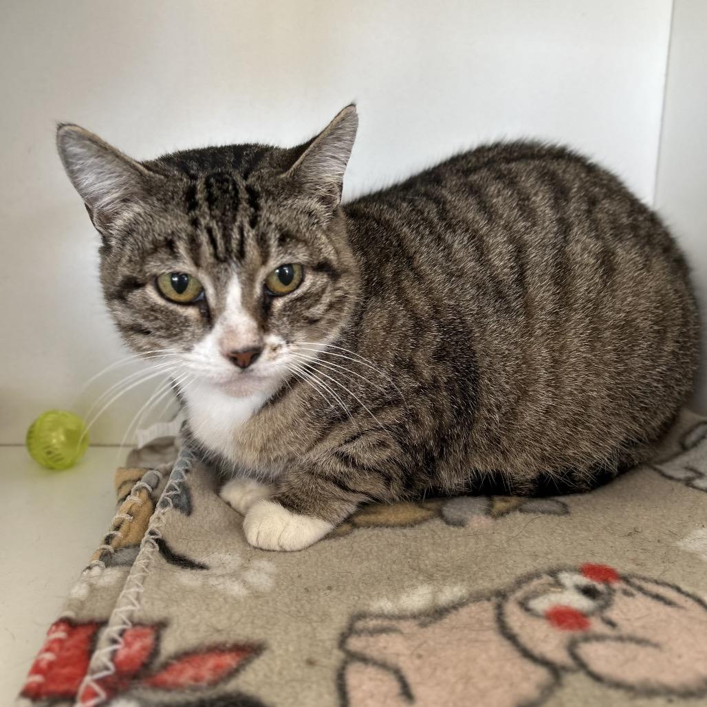 Enlarge Laney *Off Site Foster Home*, a Adoptable Domestic Short Hair in Troy, IL image 2/3