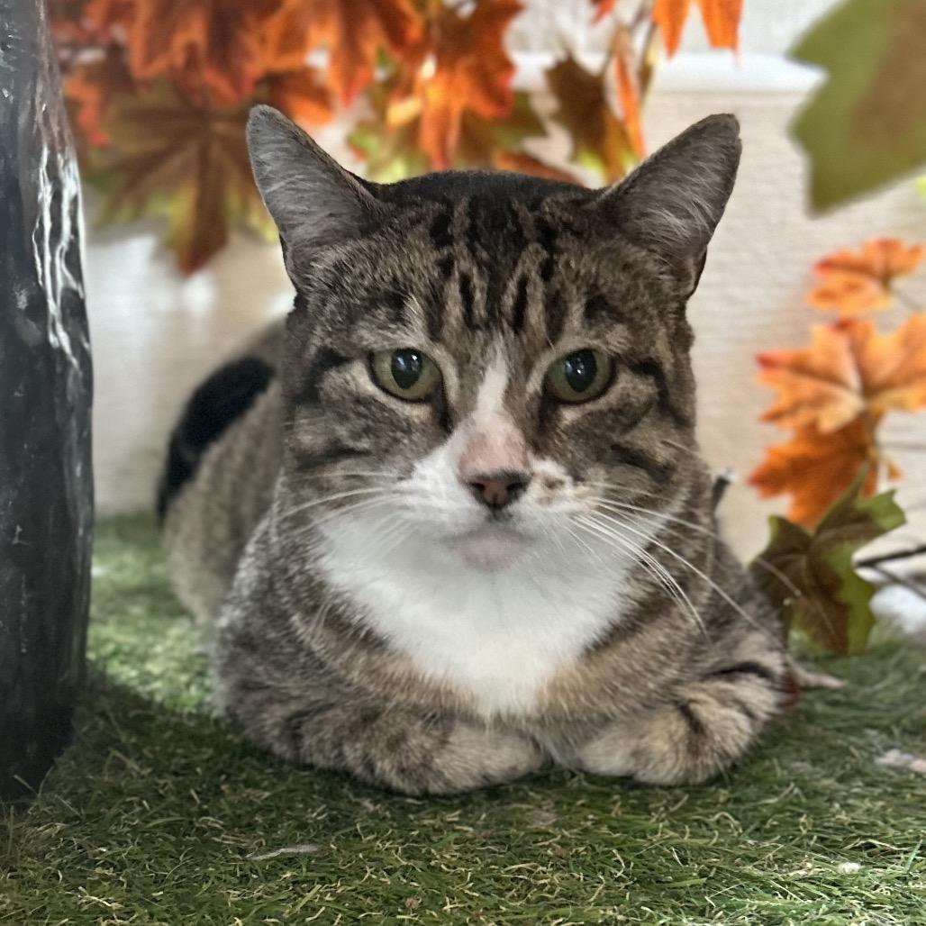 Enlarge Laney *Off Site Foster Home*, a Adoptable Domestic Short Hair in Troy, IL image 3/3