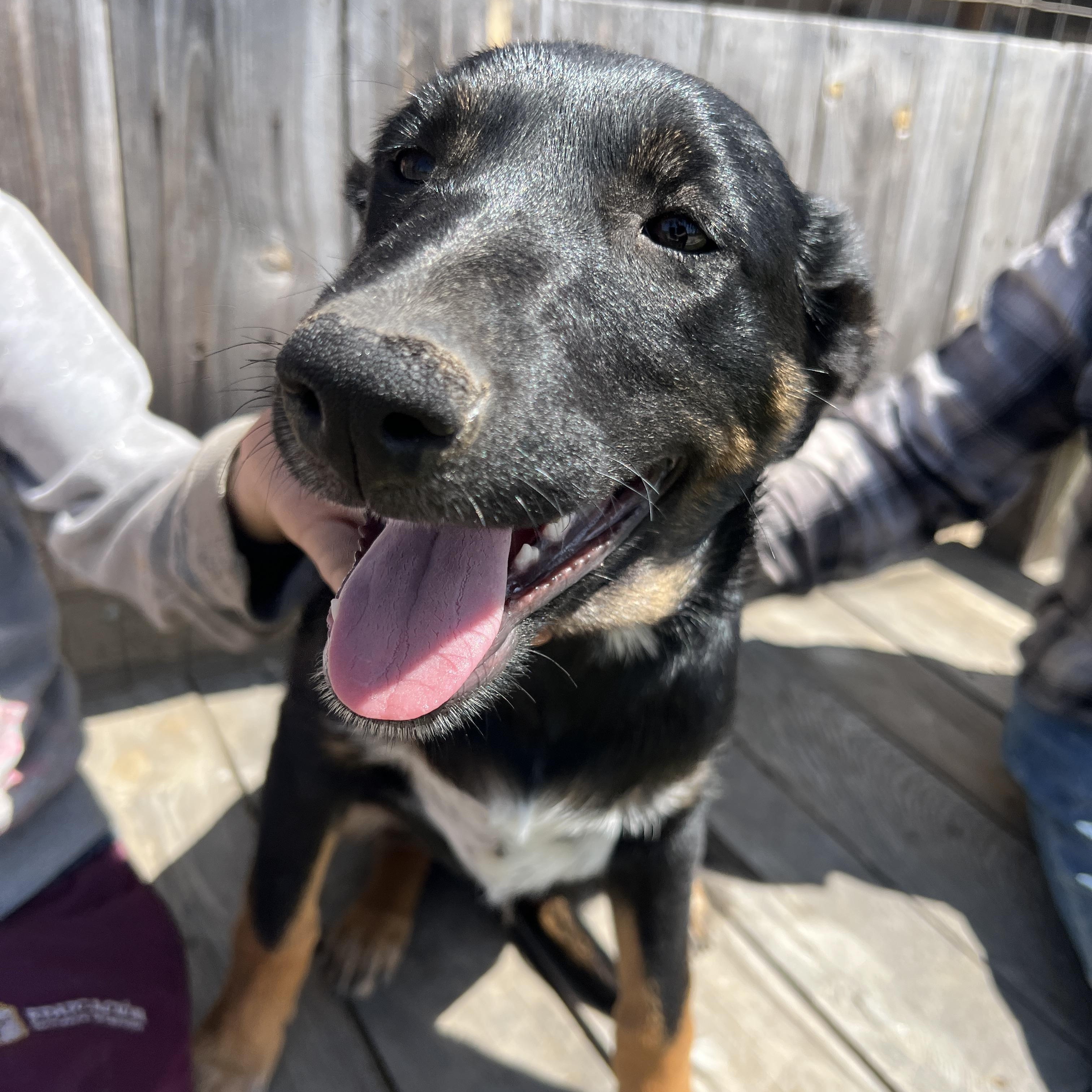 Hank, a Adoptable mixed breed in Carlsbad, CA image 1/4