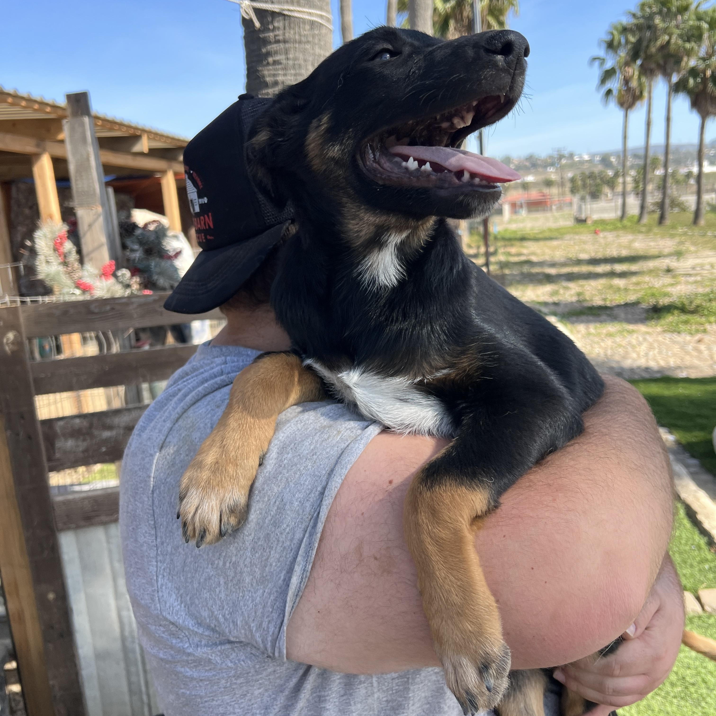 Hank, a Adoptable mixed breed in Carlsbad, CA image 3/4