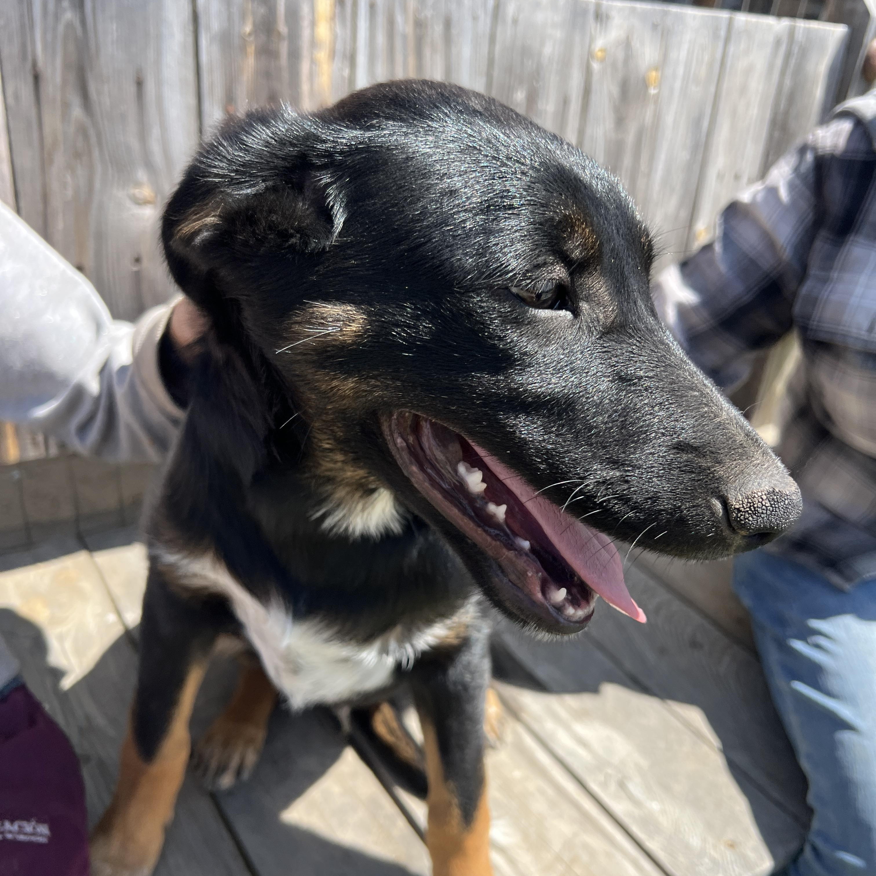Hank, a Adoptable mixed breed in Carlsbad, CA image 4/4
