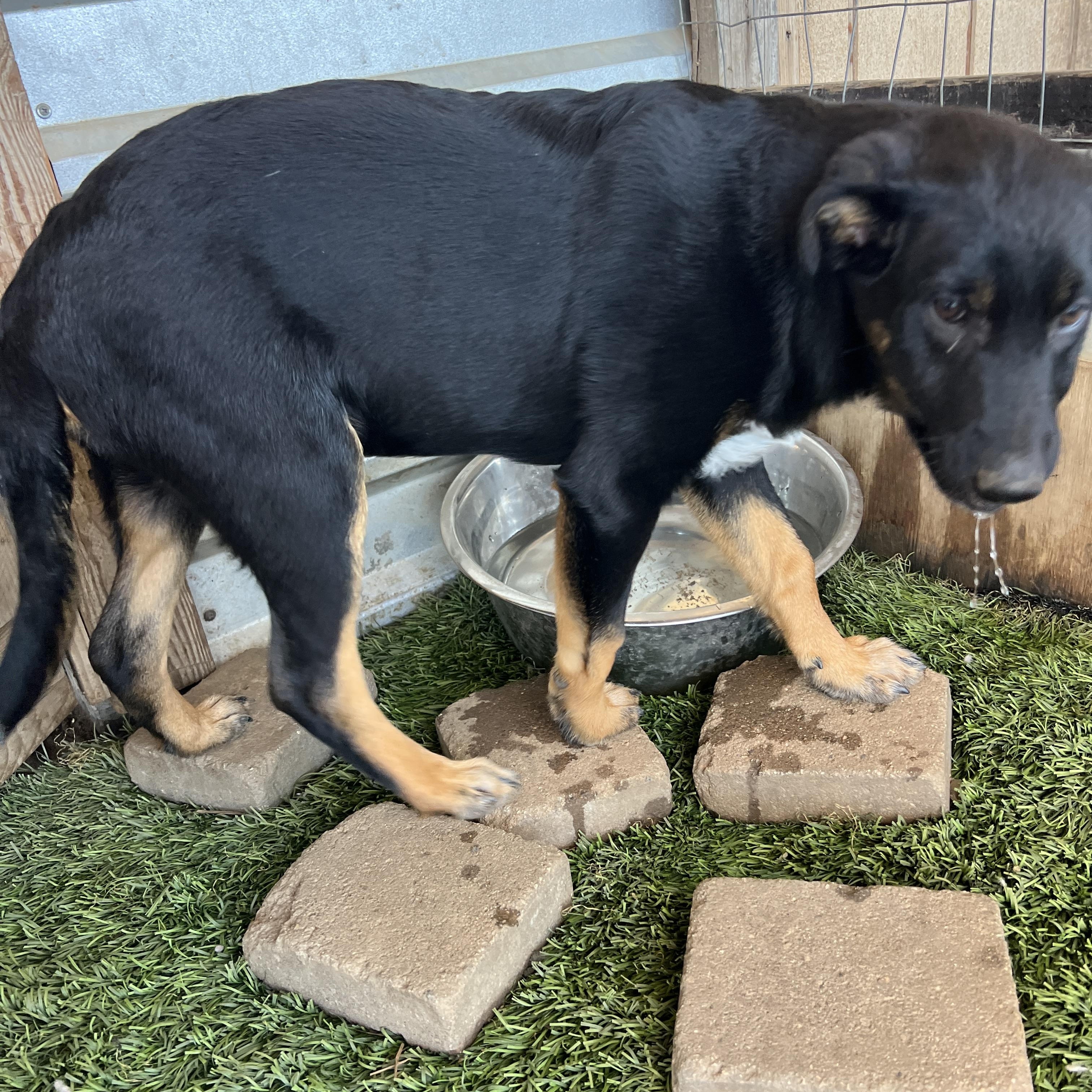 Hank, a Adoptable mixed breed in Carlsbad, CA image 2/4