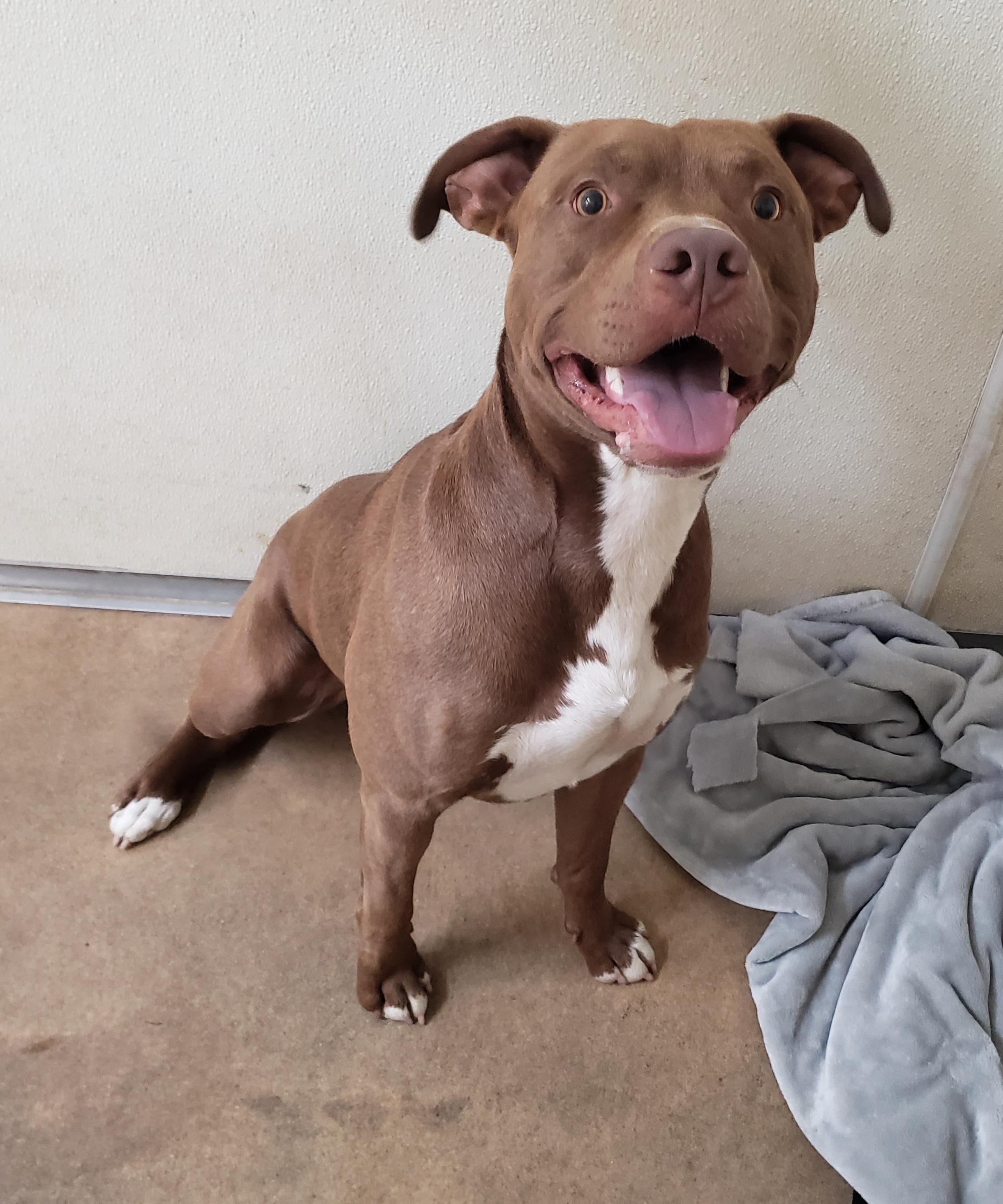 Enlarge Sarge, a ADOPTABLE Pit Bull Terrier in Middlebury, IN image 1/1
