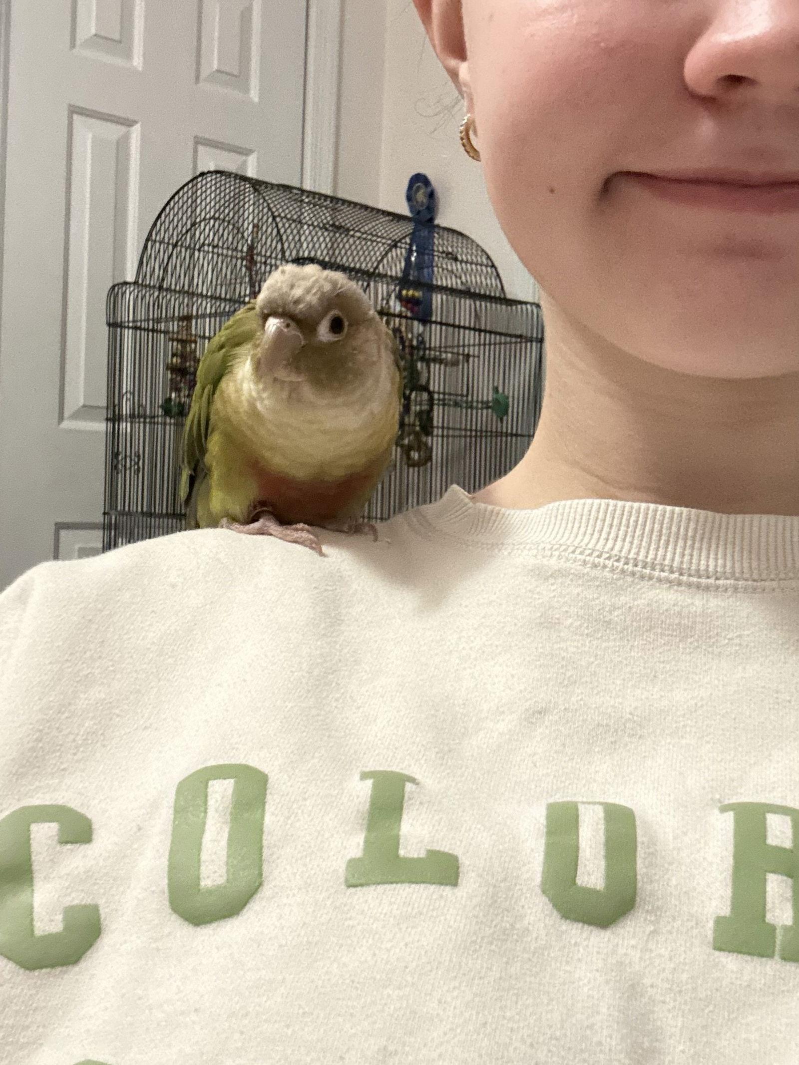 Enlarge Andy, a Adoptable Conure in Belford, NJ image 1/3