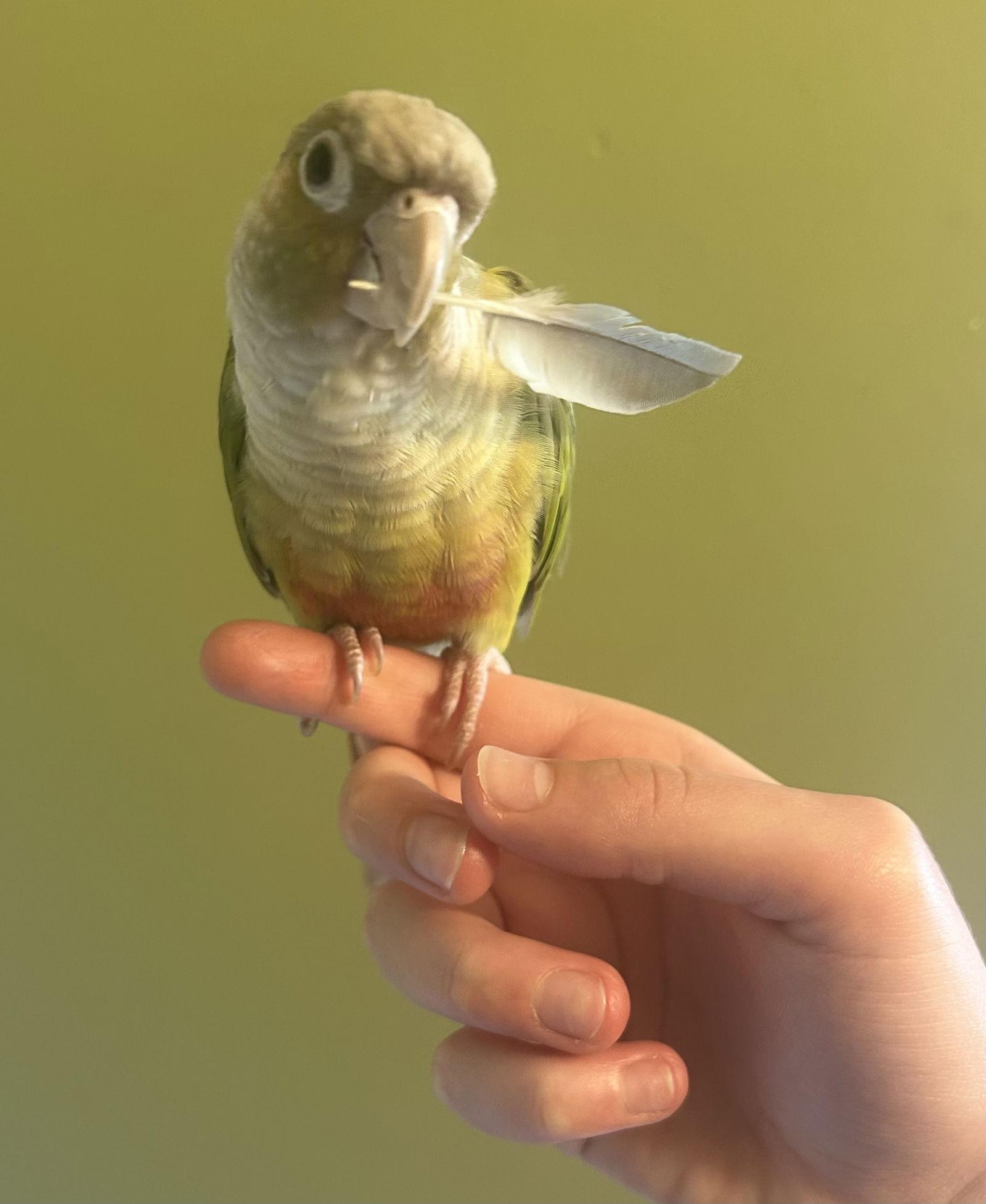 Enlarge Andy, a Adoptable Conure in Belford, NJ image 2/3