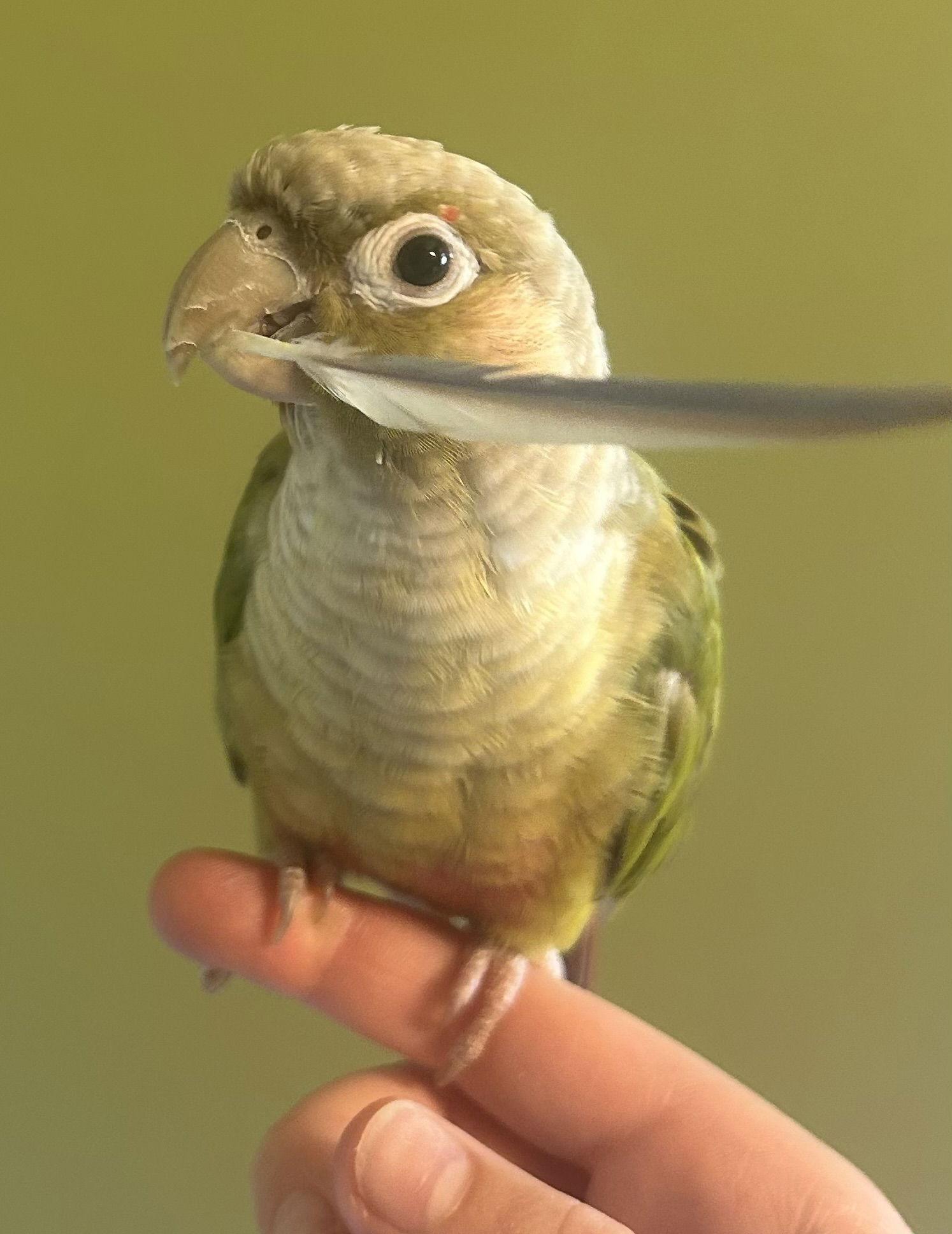 Enlarge Andy, a Adoptable Conure in Belford, NJ image 3/3