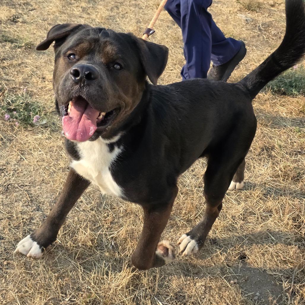 Enlarge Sid, a Adoptable Mixed Breed in Spokane, WA image 1/6