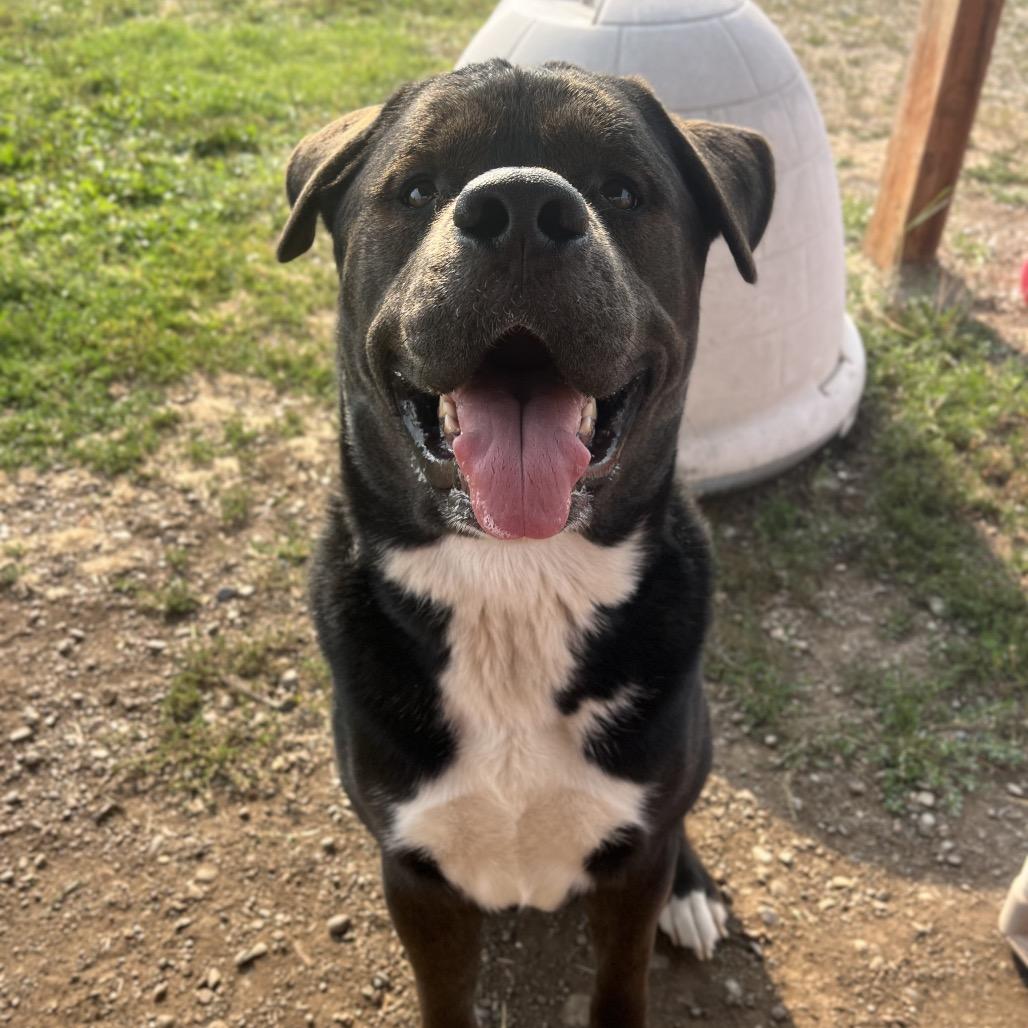 Enlarge Sid, a Adoptable Mixed Breed in Spokane, WA image 2/6