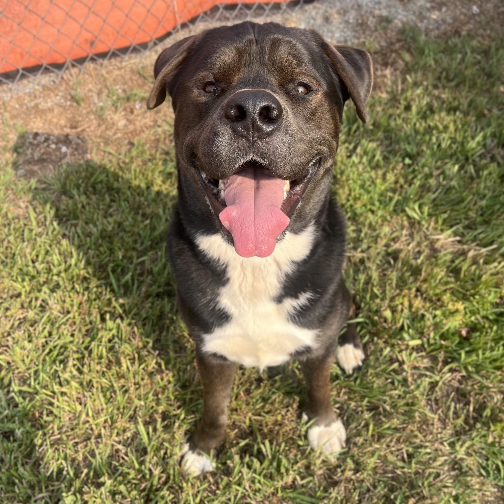 Enlarge Sid, a Adoptable Mixed Breed in Spokane, WA image 3/6