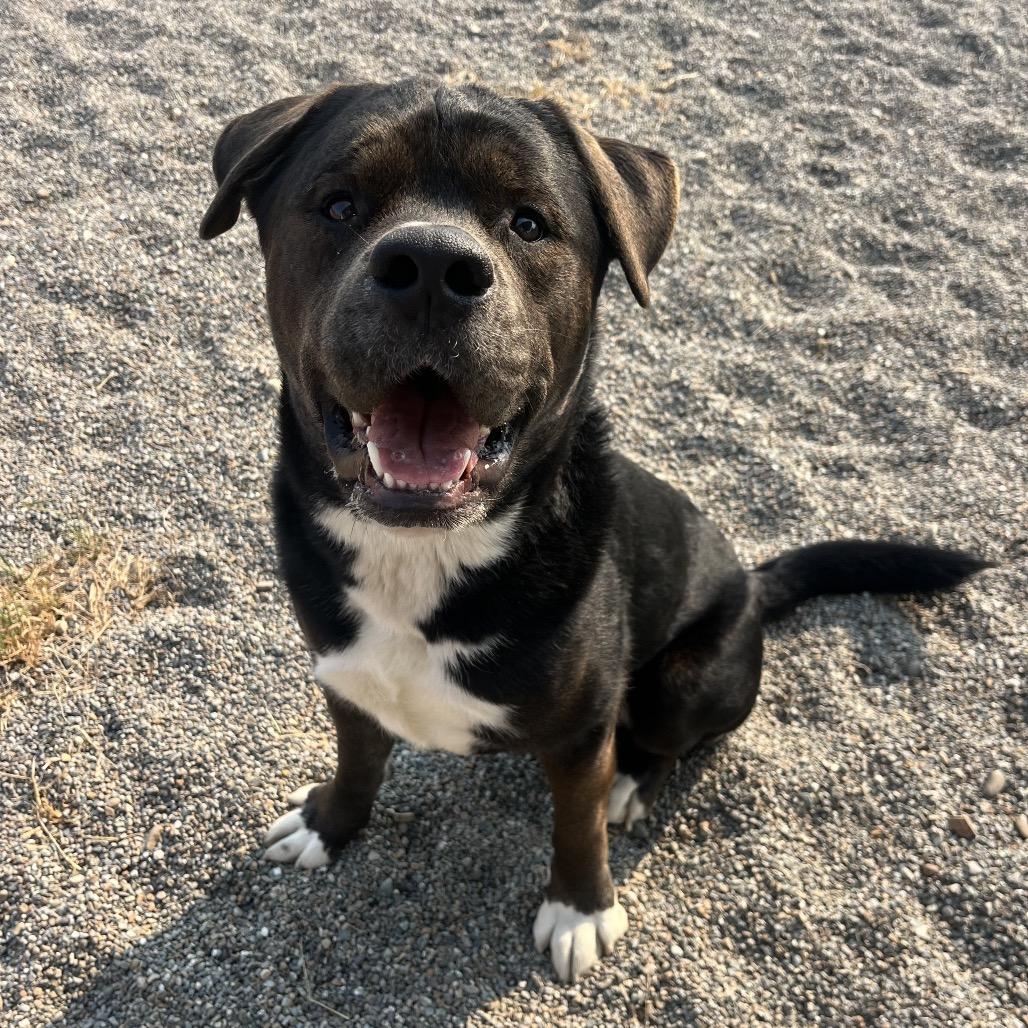 Enlarge Sid, a Adoptable Mixed Breed in Spokane, WA image 4/6
