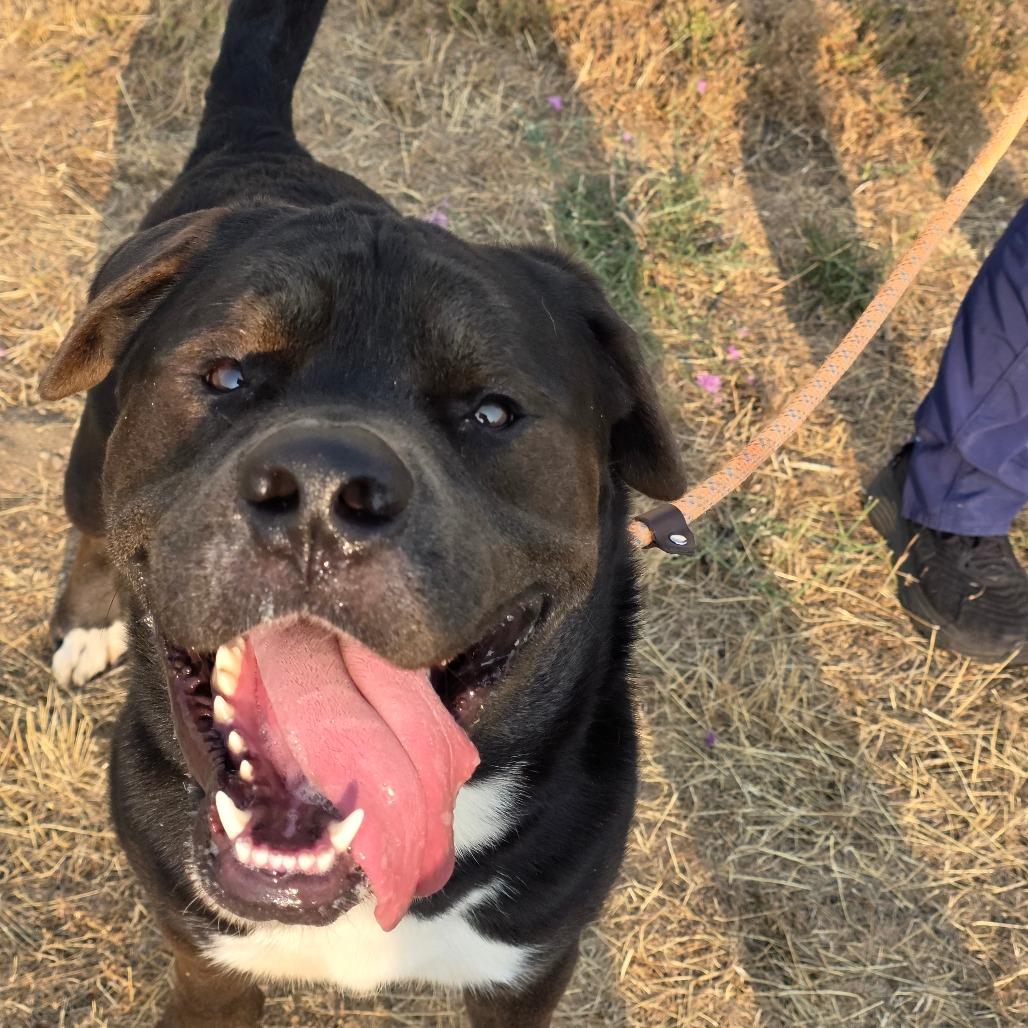 Enlarge Sid, a Adoptable Mixed Breed in Spokane, WA image 5/6
