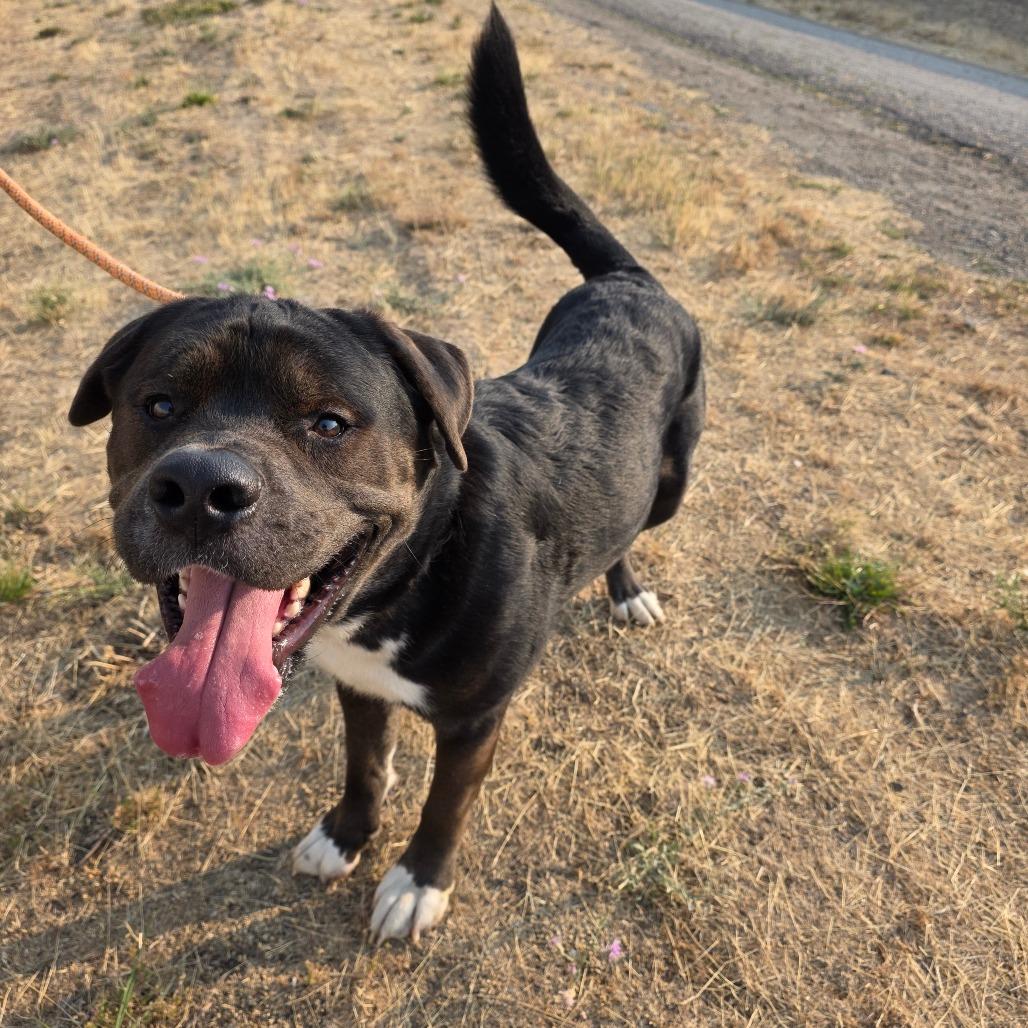 Enlarge Sid, a Adoptable Mixed Breed in Spokane, WA image 6/6