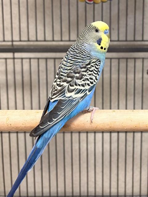 Enlarge SUNNY, a Adoptable Parakeet (Other) in Boston, MA image 1/1