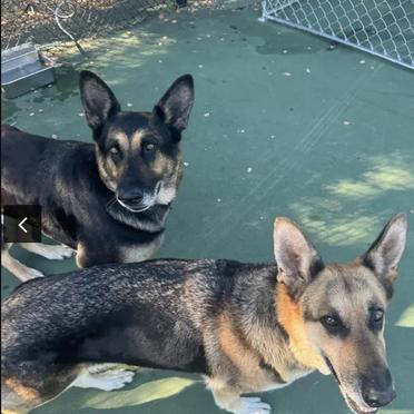 Mariah T, a Adoptable German Shepherd Dog in San Juan Bautista, CA image 1/5