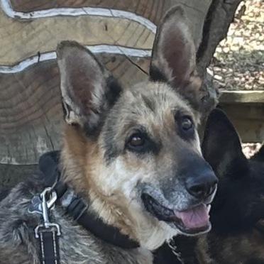 Mariah T, a Adoptable German Shepherd Dog in San Juan Bautista, CA image 3/5