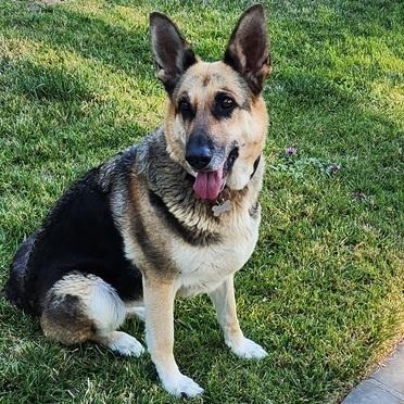 Mariah T, a Adoptable German Shepherd Dog in San Juan Bautista, CA image 5/5