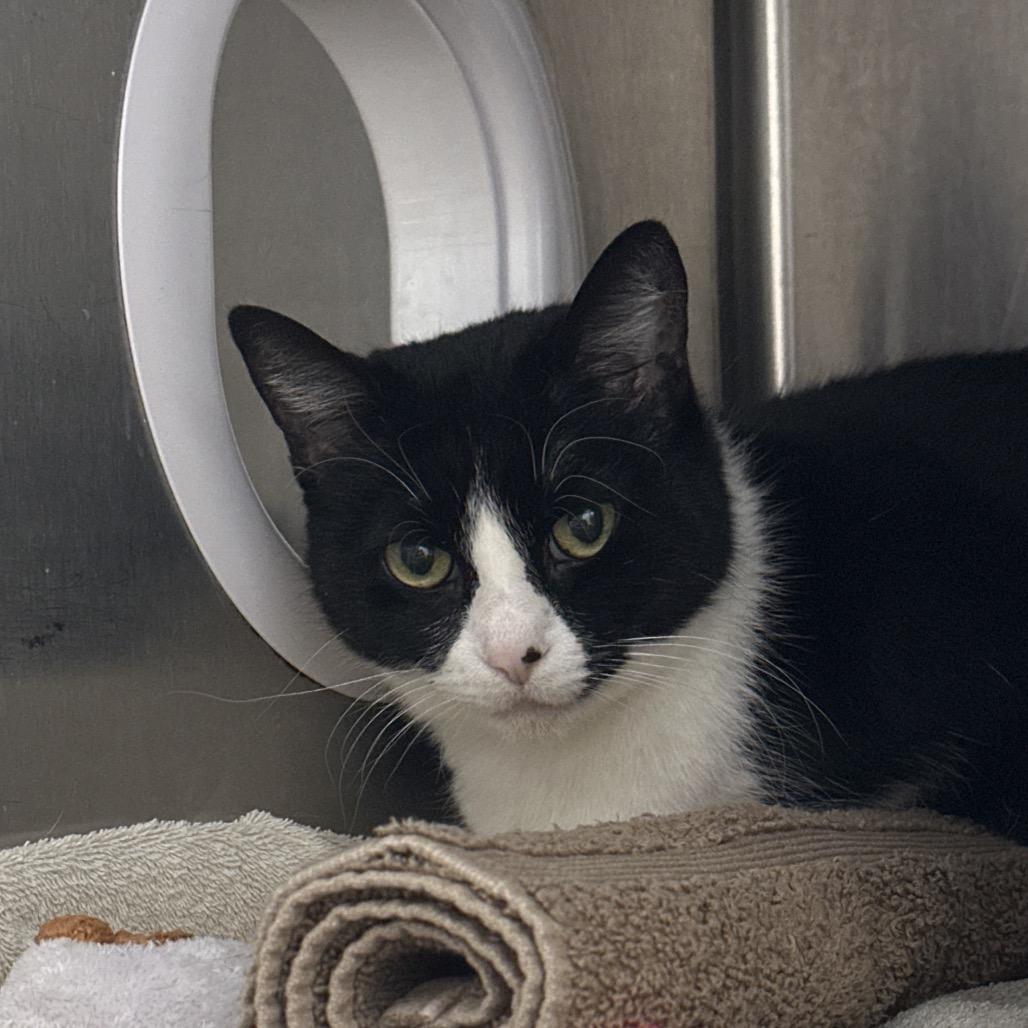 Enlarge Cora (Petco), a Adoptable Domestic Short Hair in West Olive, MI image 1/4