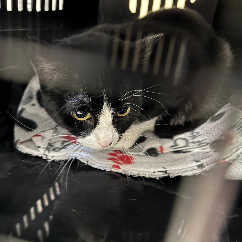 Enlarge Cora (Petco), a Adoptable Domestic Short Hair in West Olive, MI image 2/4