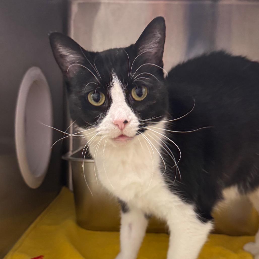 Enlarge Cora (Petco), a Adoptable Domestic Short Hair in West Olive, MI image 3/4