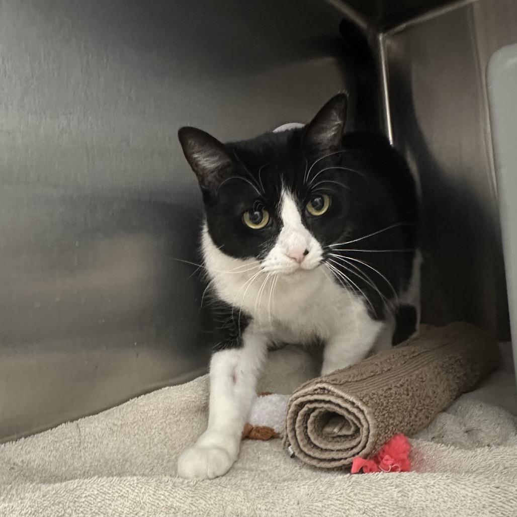 Enlarge Cora (Petco), a Adoptable Domestic Short Hair in West Olive, MI image 4/4