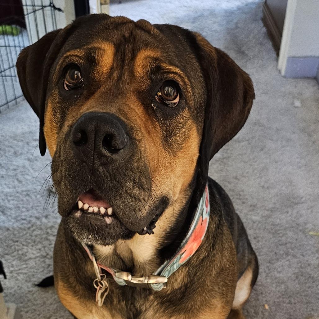 Rosie, Adoptable, Adult Female Bullmastiff.