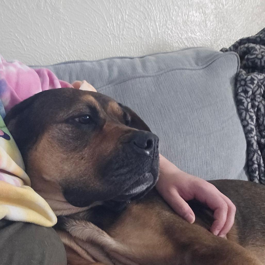 Enlarge Rosie, a Adoptable mixed breed in Colorado Springs, CO image 3/6