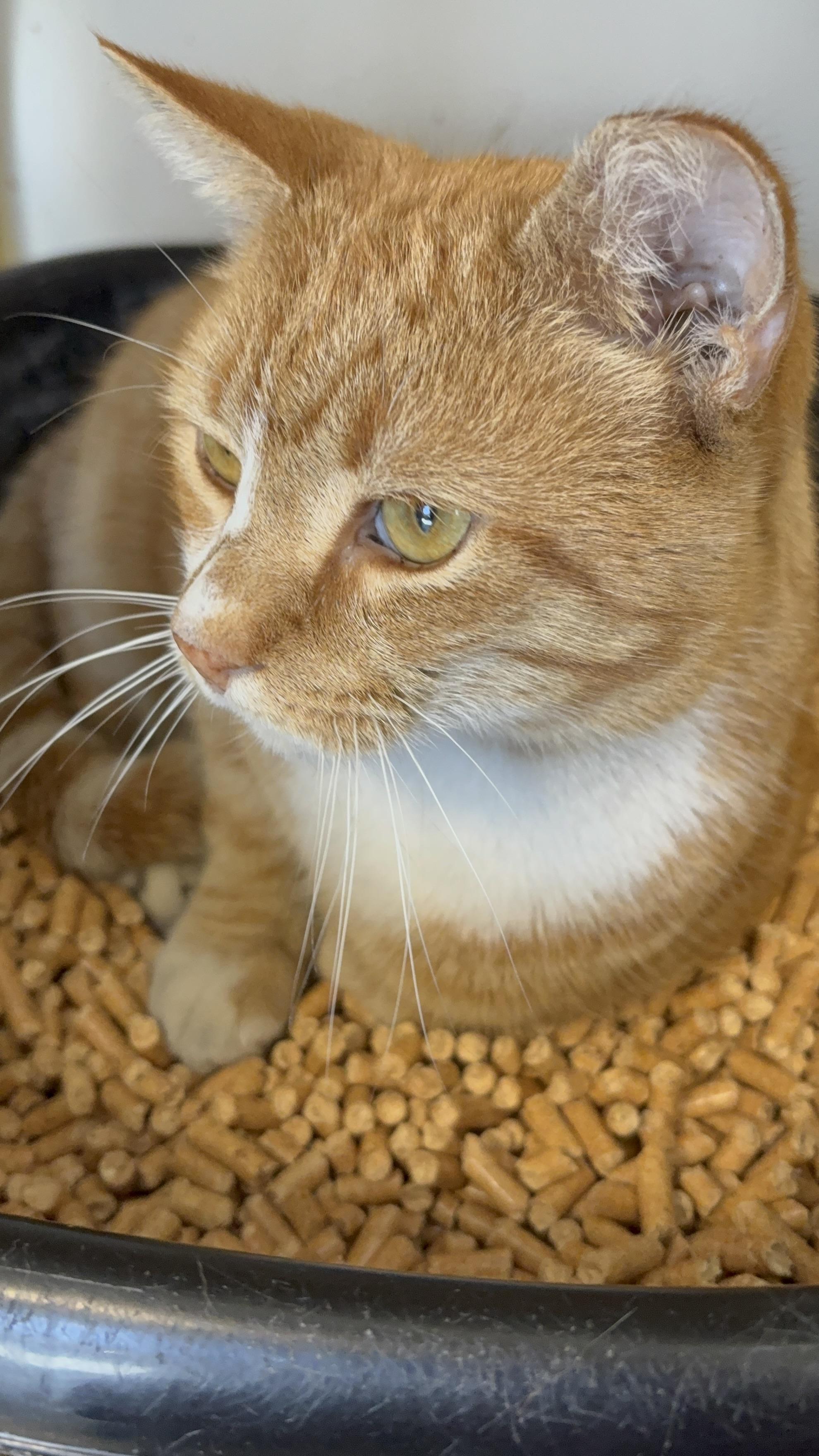 Salty, a Adoptable Domestic Short Hair in Saltville, VA image 1/2
