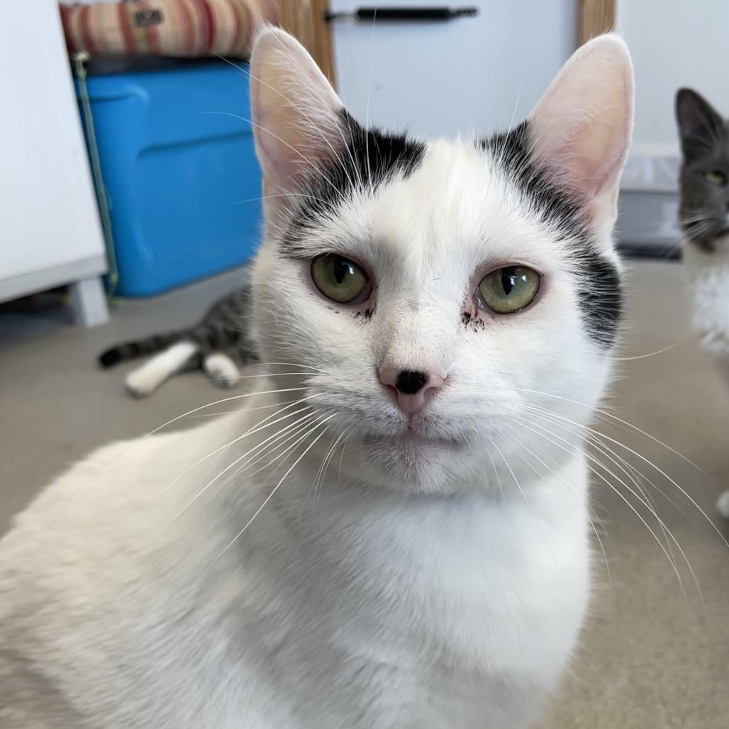 Princeton, Adoptable, Adult Male Domestic Short Hair.