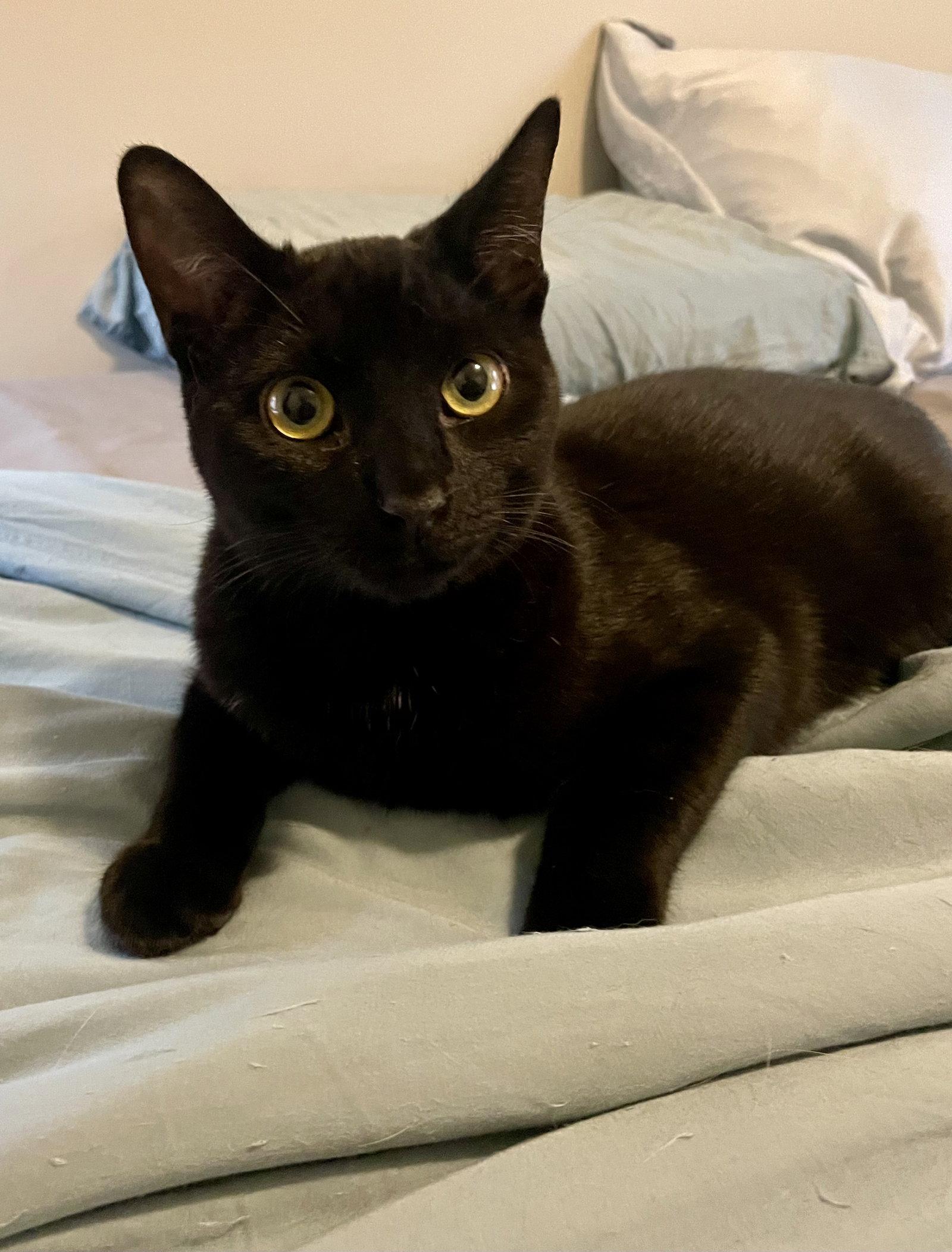 Shadow, Adoptable, Young Male Domestic Short Hair.